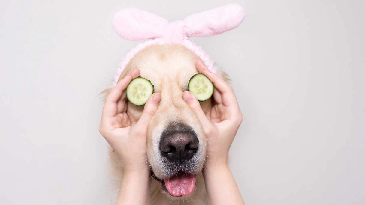 Dog Grooming and Spa Services